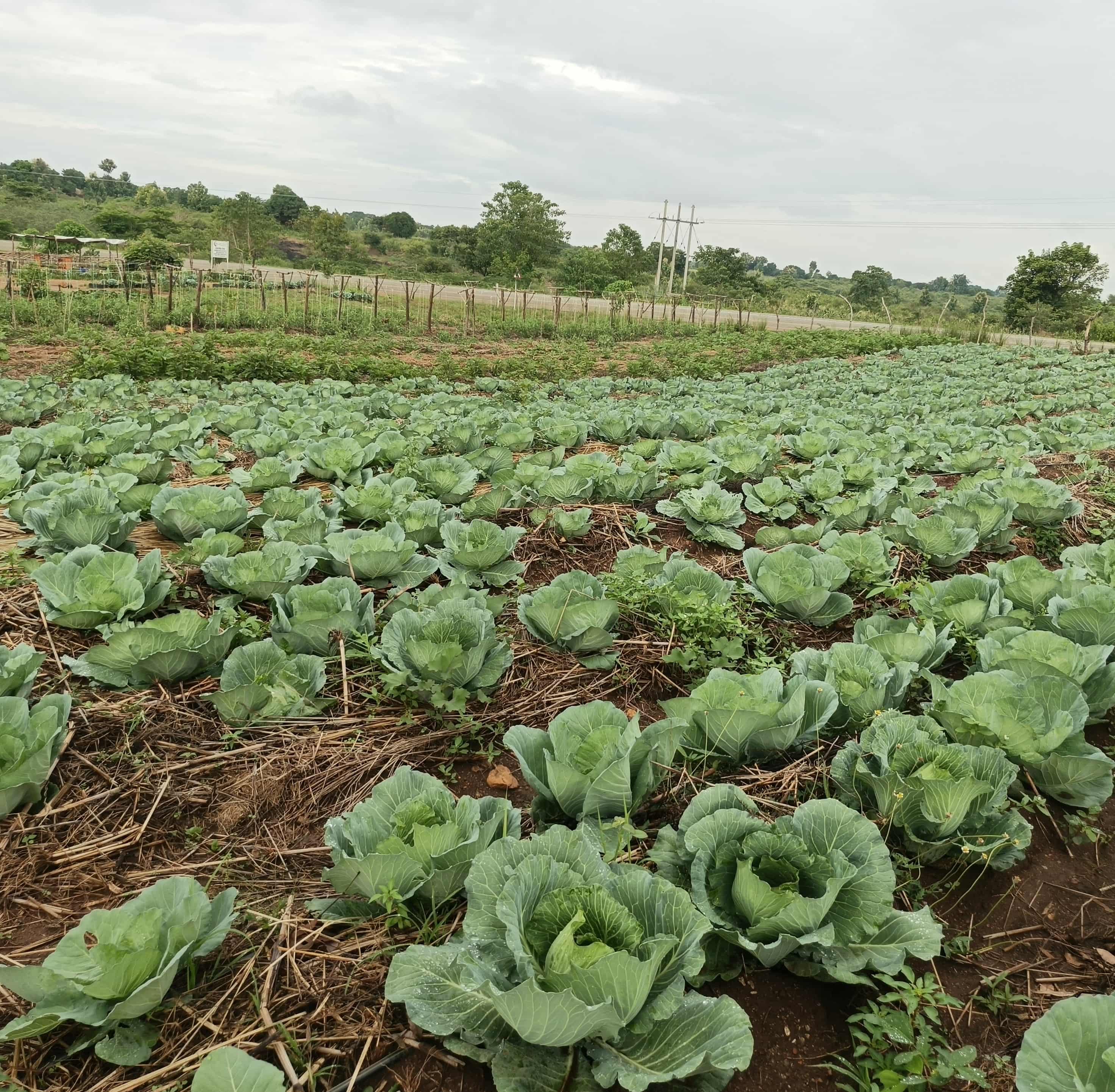 Agricultural Projects